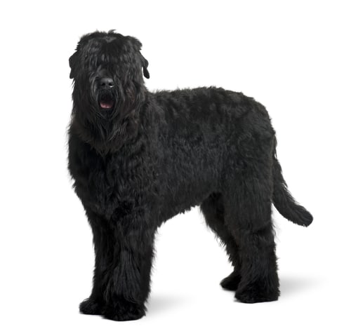 Black Russian Terrier - Large Dogs Don't Shed