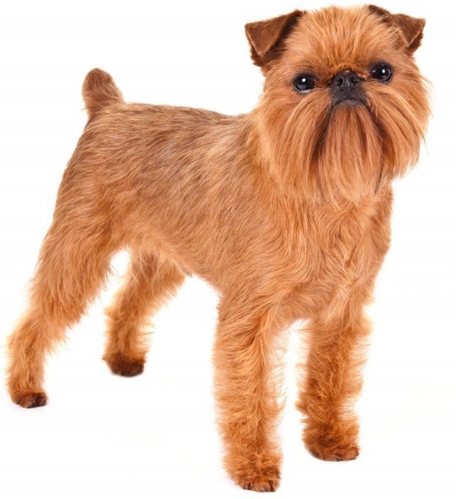 Brussels Griffon - Small Dogs that Don't Shed