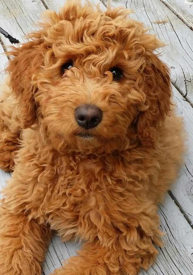 Goldendoodle - A Breed of Dog that Does Not Shed