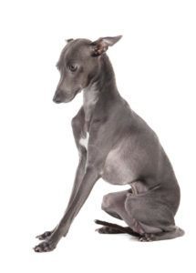 Italian Greyhound - A Small Breed that Doesnt Shed