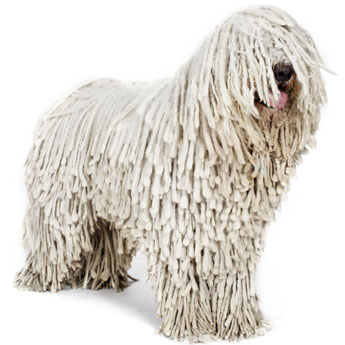 Komondor - Large Dogs that Don't Shed