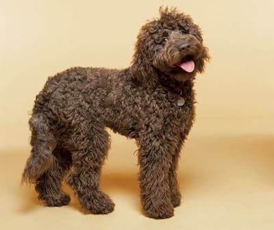 Labradoodle - a dog breed that does not shed