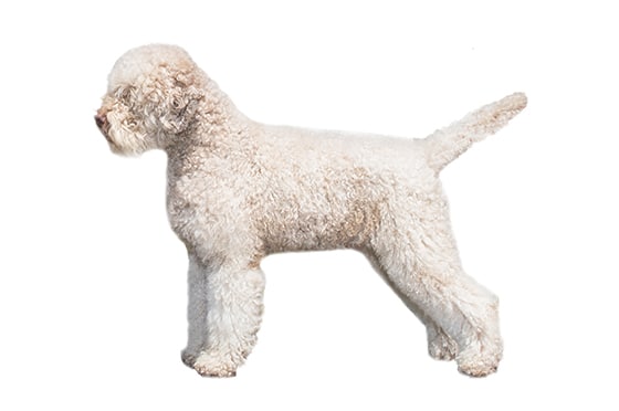 Lagotto Romagnolo - Medium Sized dogs that dont shed