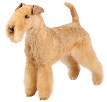 Lakeland Terrier - Small Dogs that Don't Shed