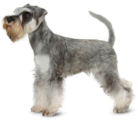 Miniature Schnauzer - Small Dogs that Don't Shed