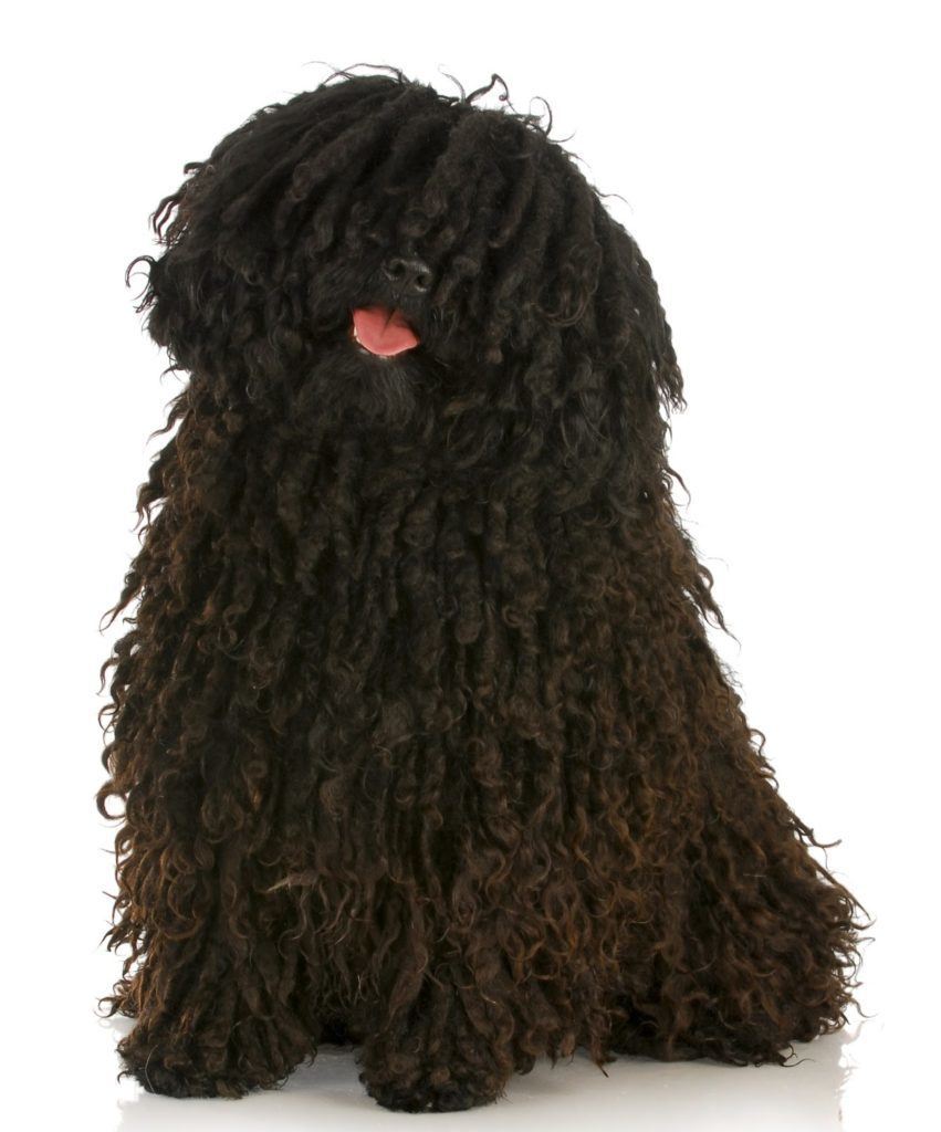 Puli A medium sized breed of dog that does not shed