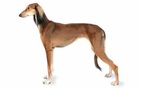 Saluki Large Dogs that Dont Shed