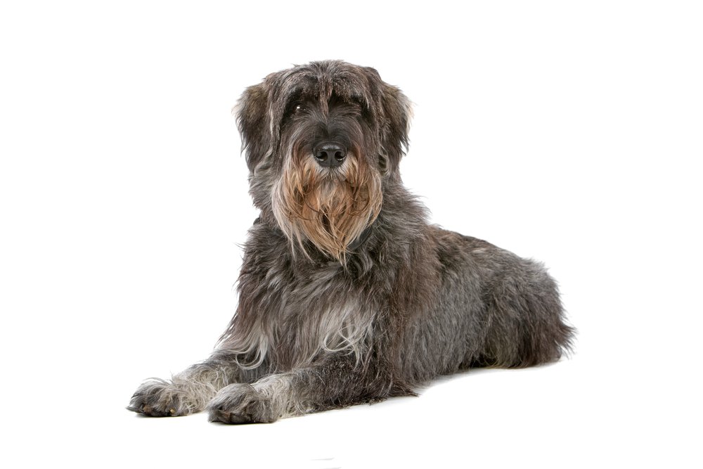 Schnauzer (Giant) - Big Dog Breeds that Don't Shed