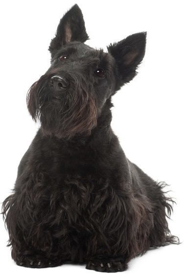 Scottish Terrier - Small Dogs that Don't Shed