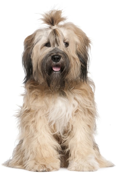 Tibetan Terrier medium sized dog that does not shed