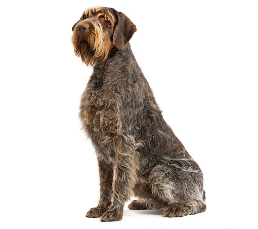 Wirehaired Pointing Griffon - A Big Dog Breed that Doesnt Shed