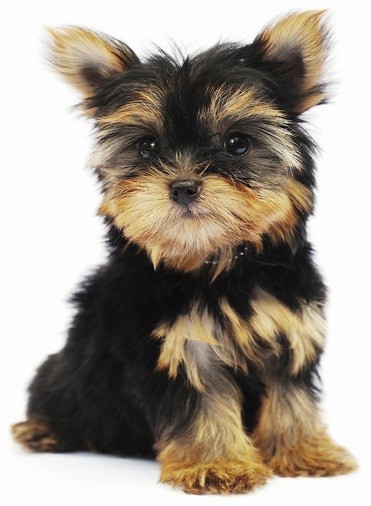 Yorkshire Terrier - Small Dogs that Don't Shed