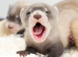 Baby Pet Ferret - How to Care for a Ferret