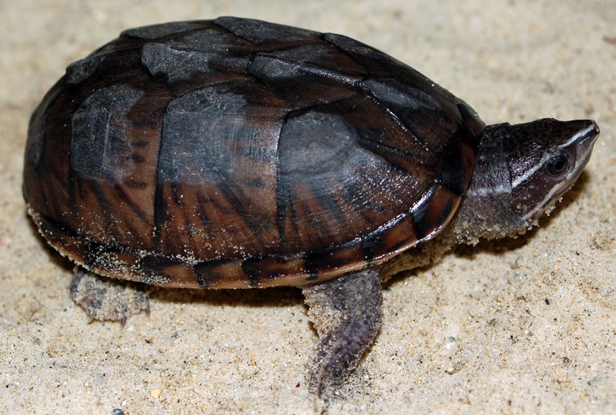 Common Musk Turtle