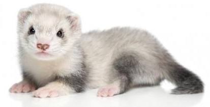 Cute Pet Ferret - How to Care for a Ferret