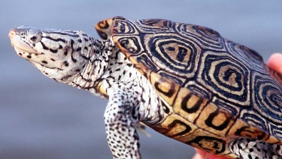 Diamond Back Terrapin