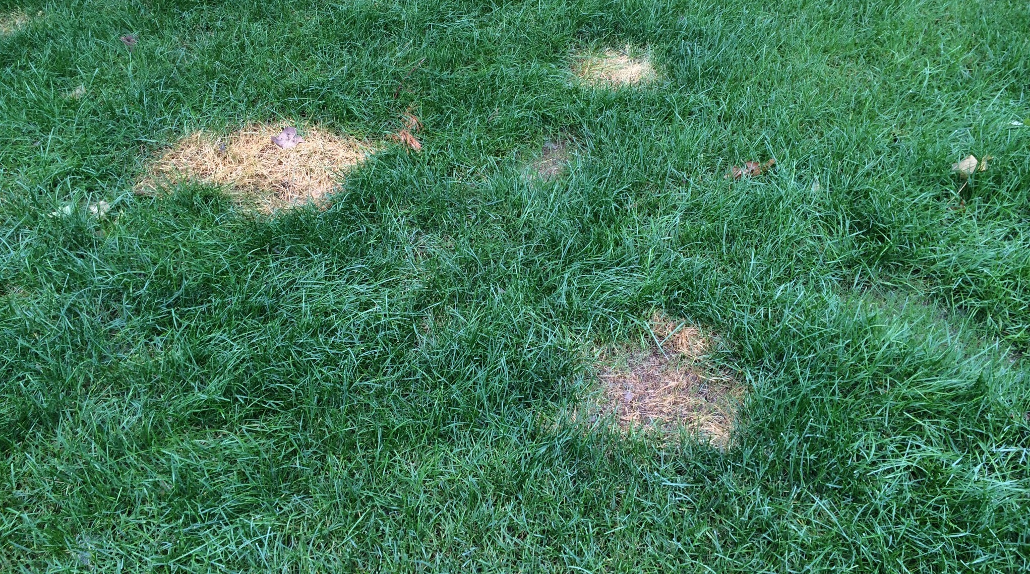 what causes dog pee to burn grass