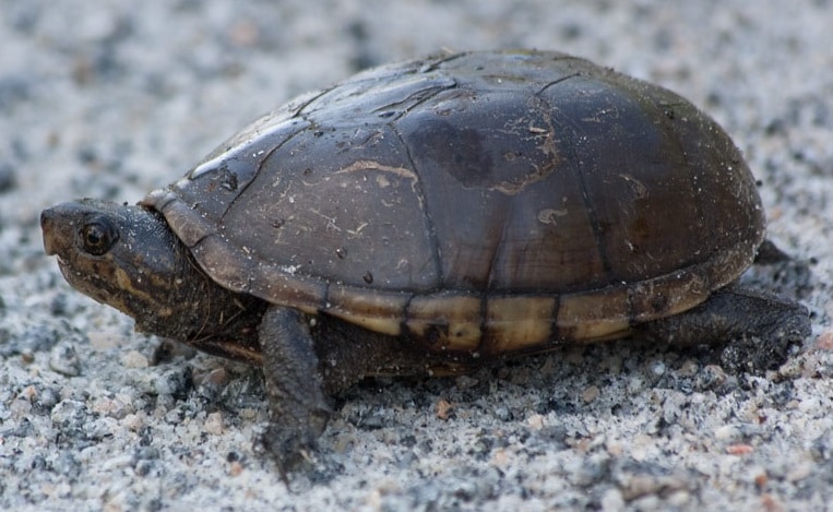 eastern mud turtle baby