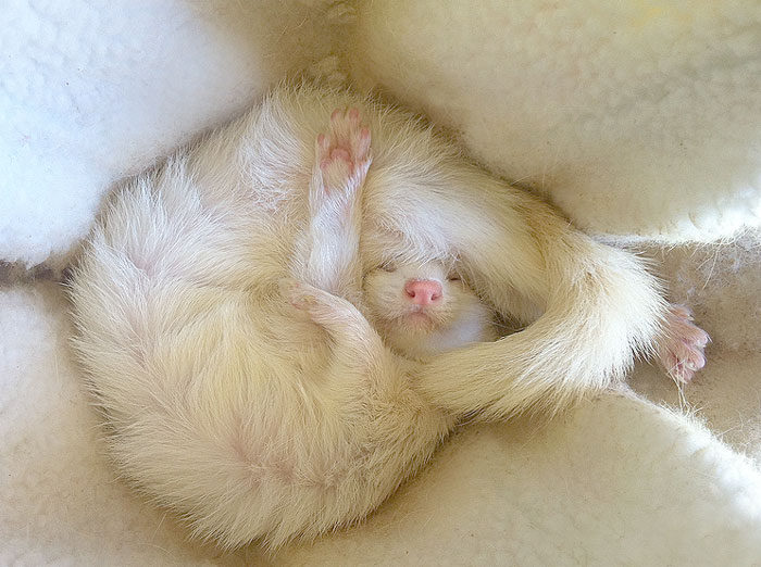 How to Take Care of a Ferret: A Ferret Care Guide