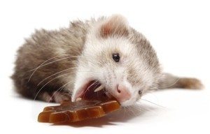 Ferret Treats - Best Ferret Food