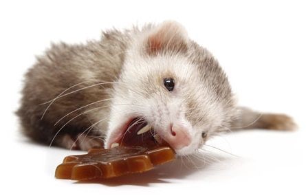 Best ferret hot sale treats