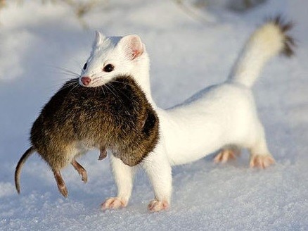 Ferret with Rat - Best Ferret Food