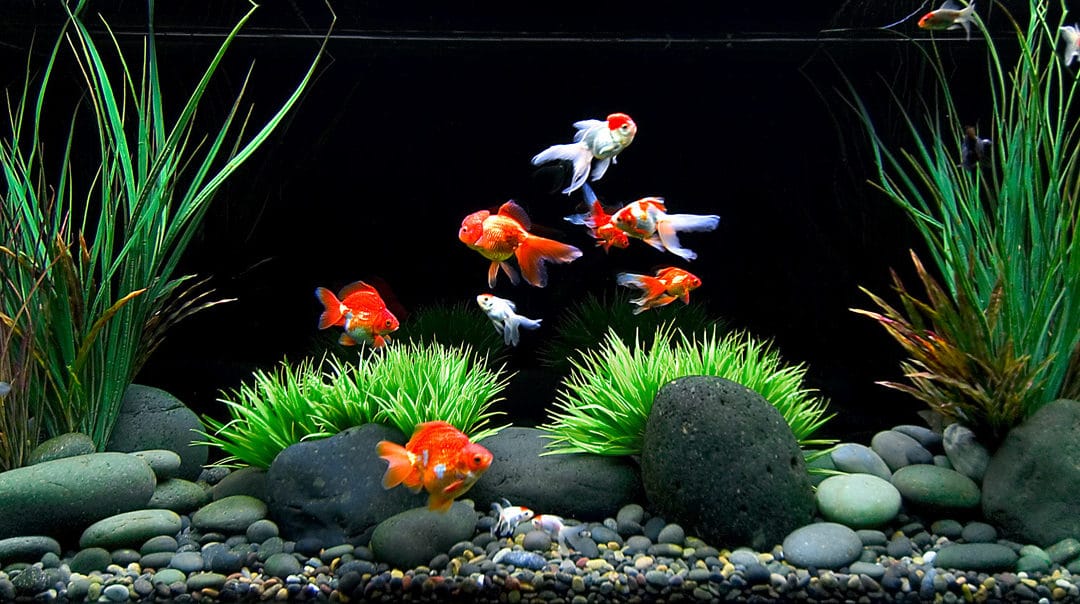 How to Care for a Goldfish: Top Tips & Myths