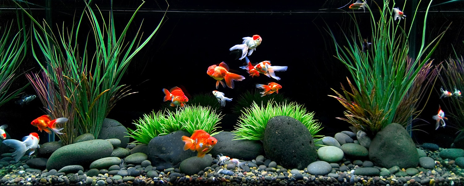 goldfish in tank