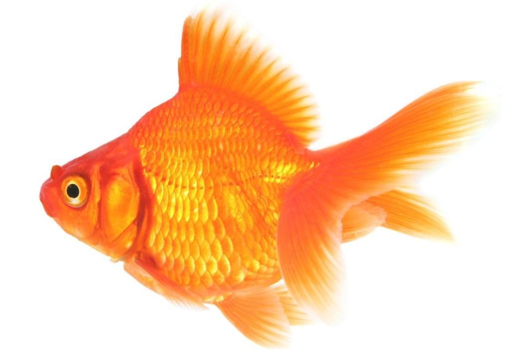 Healthy Goldfish - How to care for a goldfish