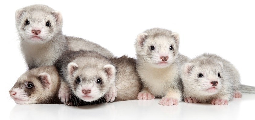 How to Care for a Ferret