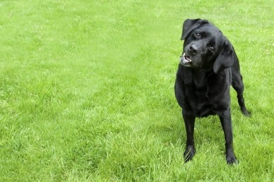 Is it the Dog - Dog Urine Killing Grass