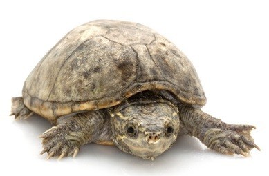 Musk Turtle - Pet Turtles that Stay Small
