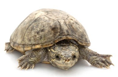 The 12 Best Small and Tiny Turtles to Keep as Pets - A-Z Animals