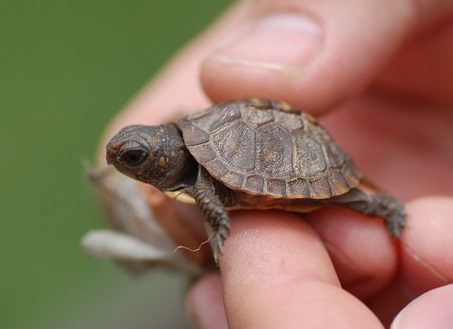 sea turtle small