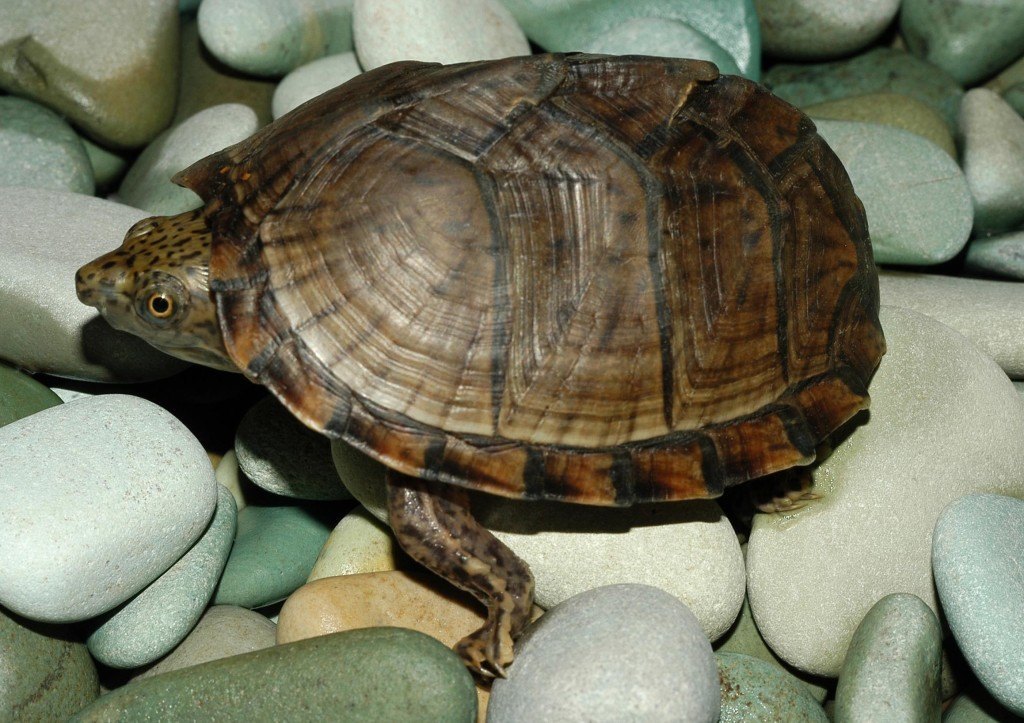 Razorback Musk Turtle - Pet Turtles that Stay Small