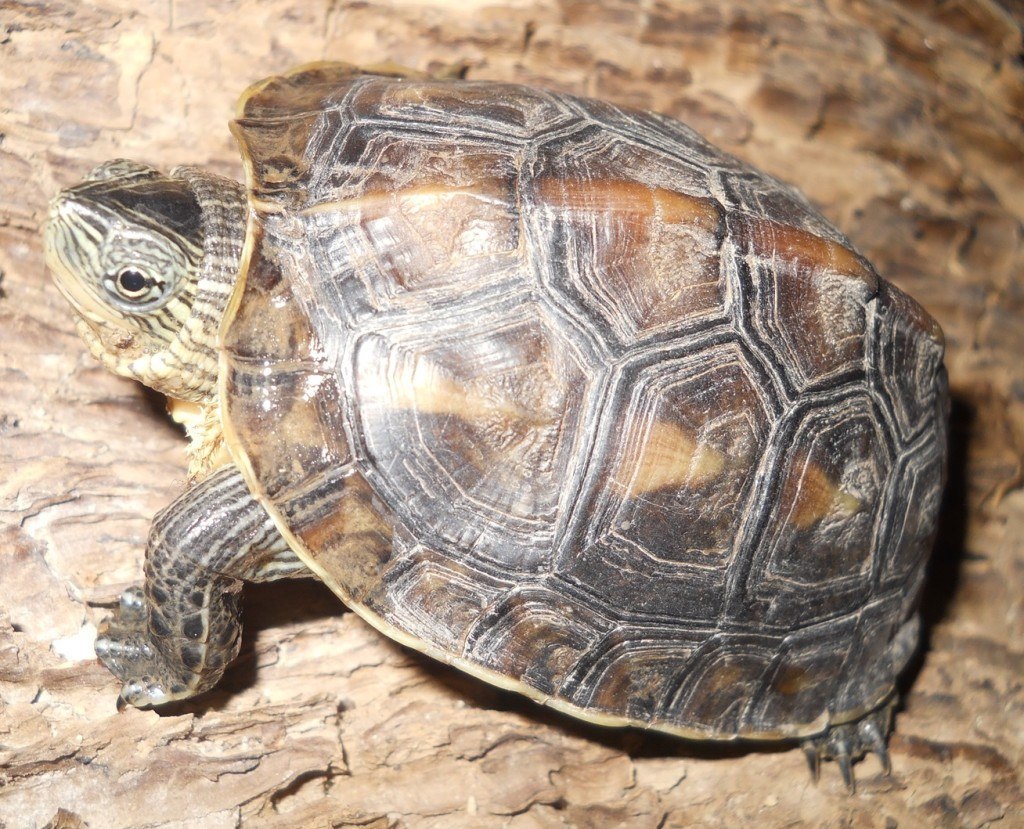 Turtles that Stay Small: Finding the Perfect Pet Turtle ...