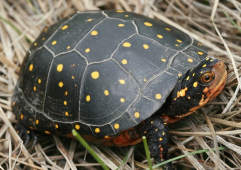 Spotted Turtle