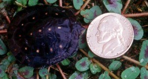 Types of Turtles that Stay Small Forever