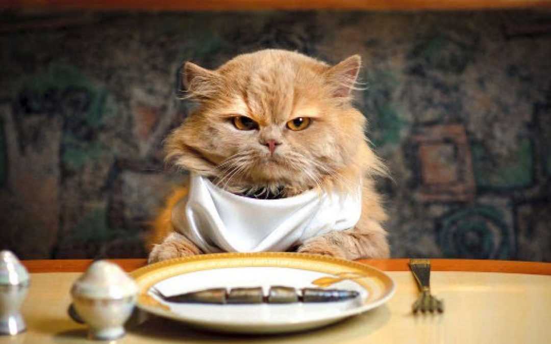 Cat Won’t Eat? Most Common Causes and Things to Try