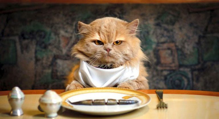 Cat Won't Eat? Most Common Causes and Things to Try - Pet Territory