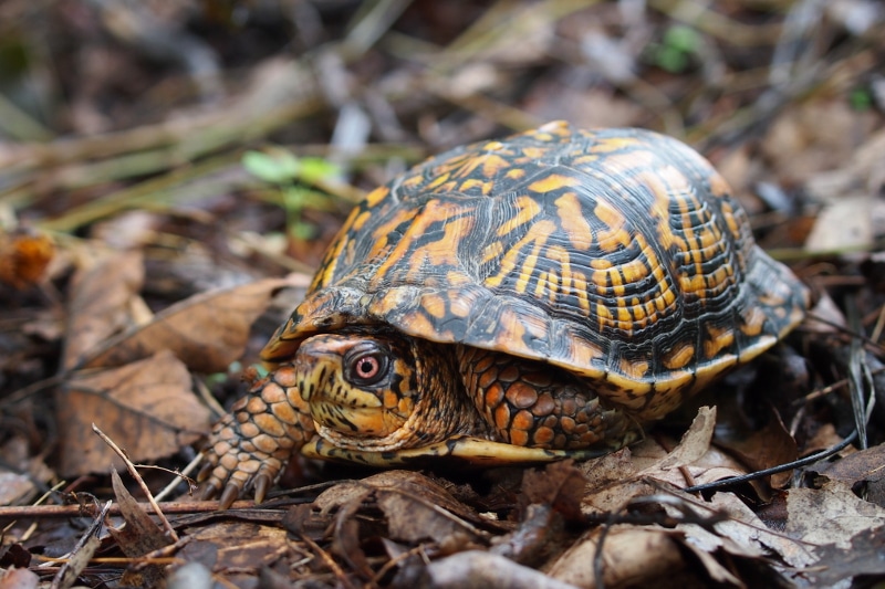 Common Box Turtle