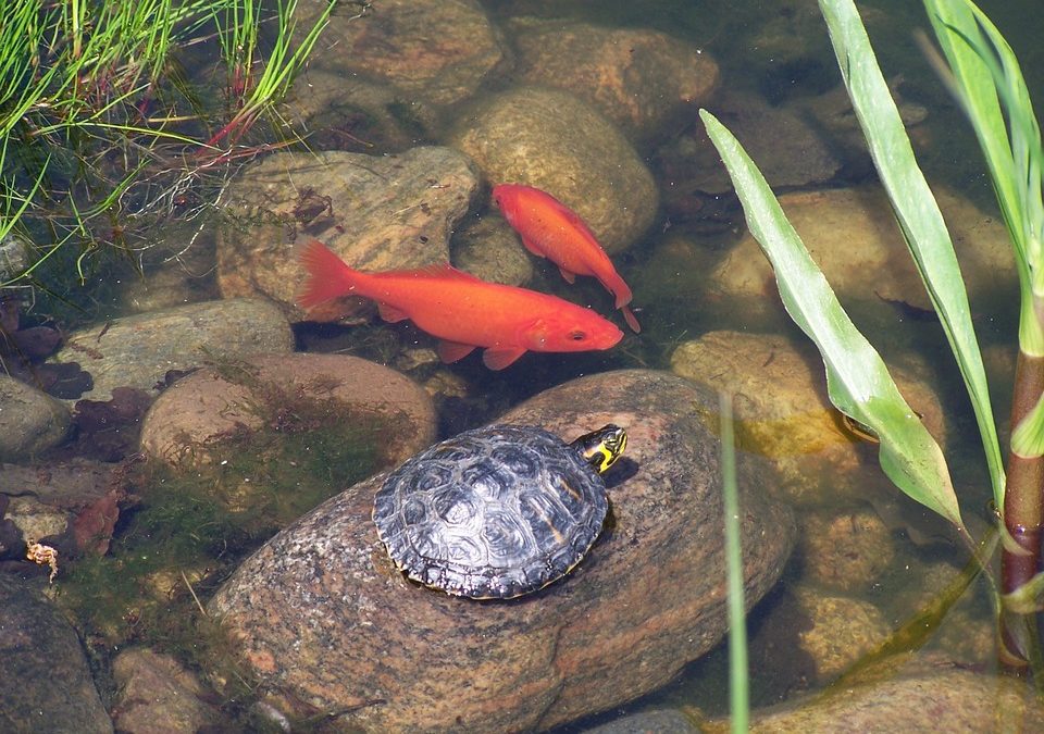 Pet Turtle Care: How to Take Care of a Turtle
