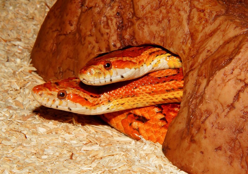How to Care for a Snake: Best Pet Snakes for Beginners