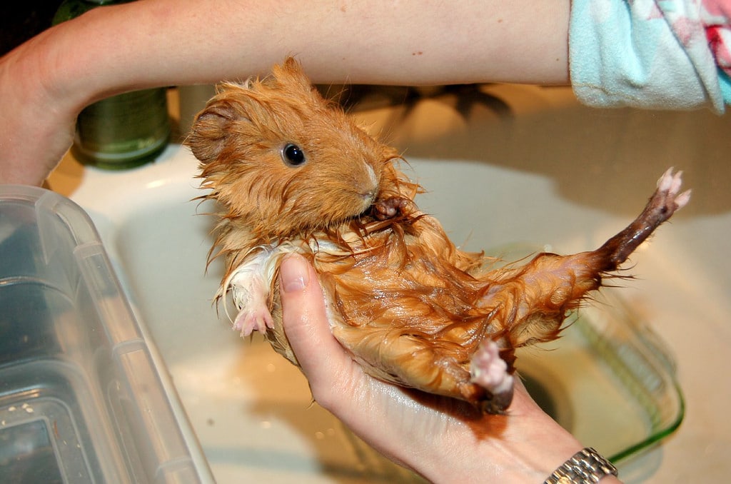 do you bathe guinea pigs