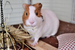 guinea pig timothy hay