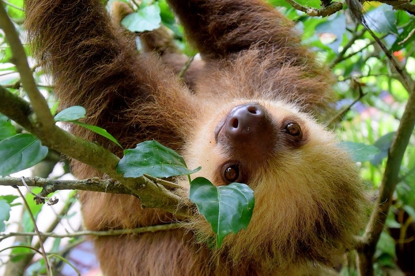 Sloth Care: Selecting and Caring for a Pet Sloth