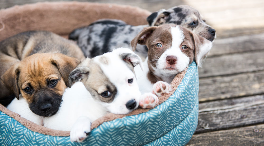 How to Pick the Right Puppy for You