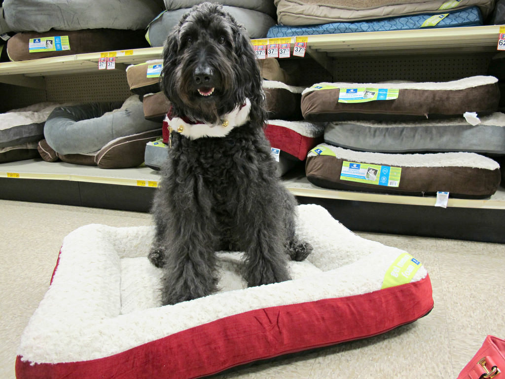 What to Look for Dog Beds