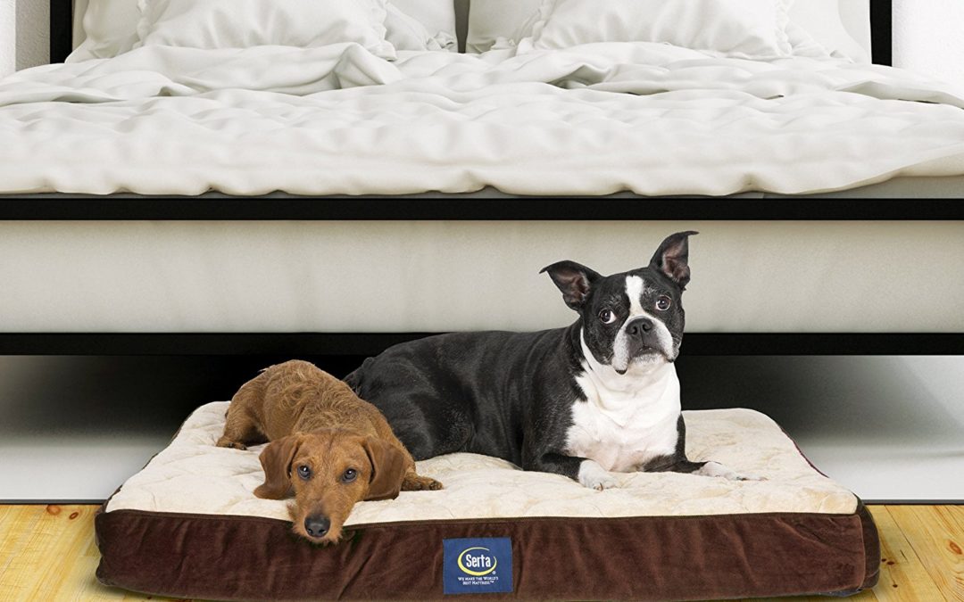 8 Best Dog Beds in 2021 for an 8 (or 12!) Hour Night’s Sleep