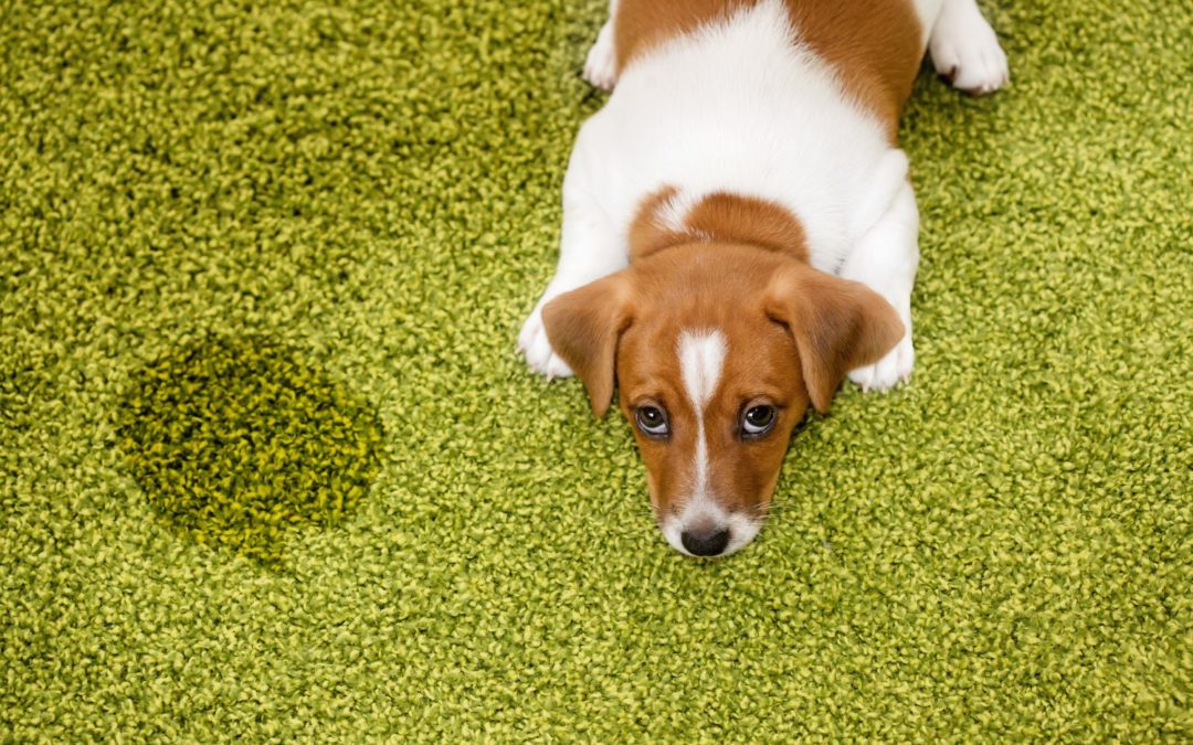 10 Best Carpet Cleaner for Pets